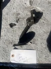120-0491 Onan Oil Pump B48 B43 P218 Pickup Tube Screen. Fixed Price $7.50.