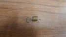 Toro Wheel Horse Lawn Tractor Hydro Gear 318-0510 Brake Spring 104-2184. Fixed Price $8.99.