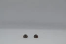 Nut, Flange (4MM) 94050-04000 Honda Shadow 750 Ace 1998. Fixed Price $9.99.